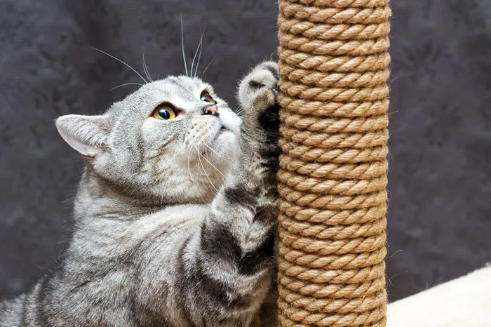 Wenn die Katze etwa am Kratzbaum die untere weiche Schicht feilt, bleibt vorne eine kleine Spitze der harten Schicht. Diese verleiht der Katzenkralle ihre Schärfe, erläuterte Max-Planck-Wissenschaftler Joscha Liedtke. Die so entstehende Krümmung erklärt auch, warum Katzen zwar sehr gute Kletterer sind, aber kopfüber nicht wieder vom Baum runterkommen: Die Krallen sind dafür falsch herum gebogen.