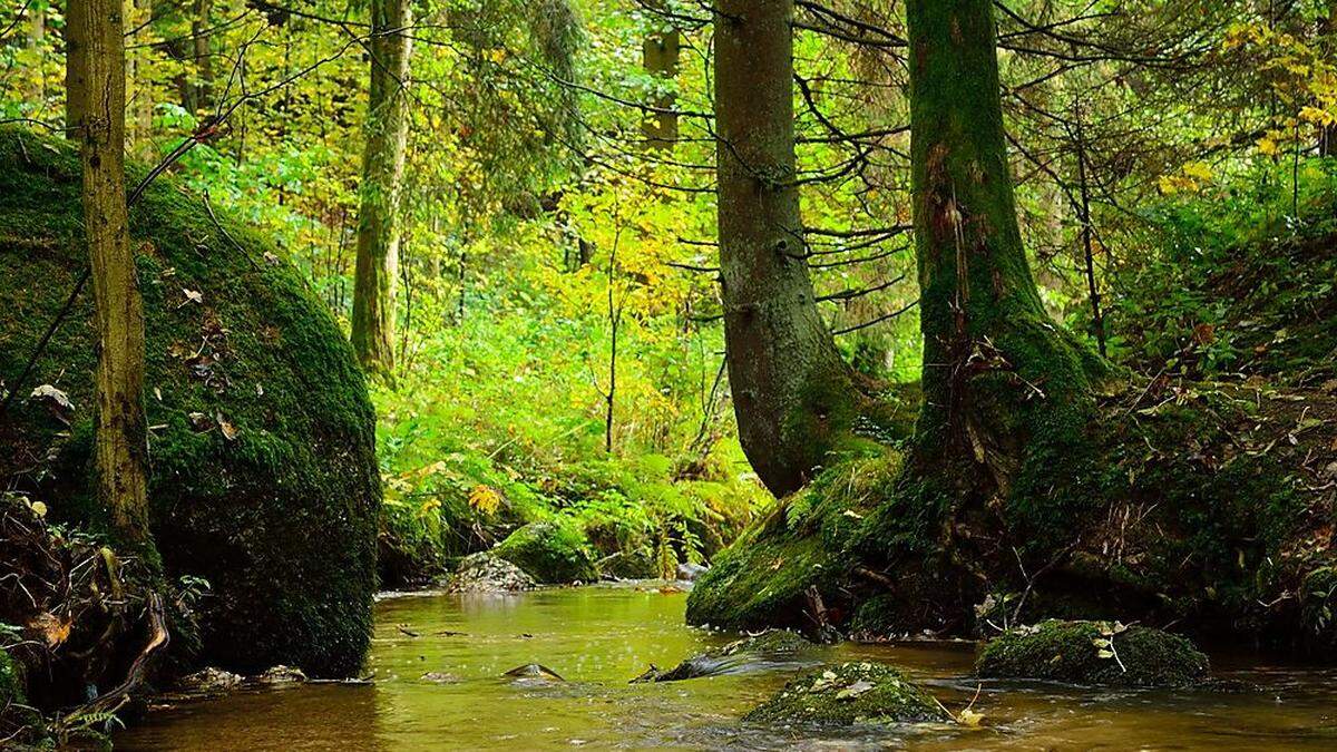 Mischwald ist für die neuen klimatischen Bedingungen am besten geeignet 