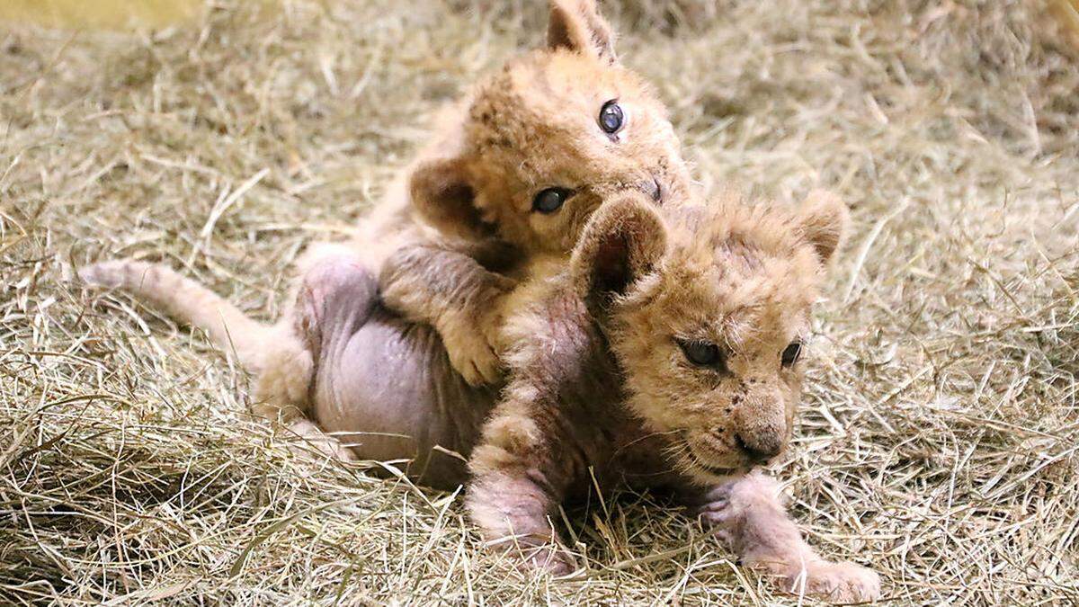 Löwenbabys im Tierpark Herberstein