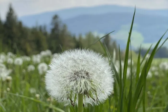 Der Lauf der Zeit - aus Löwenzahn wird Pusteblume