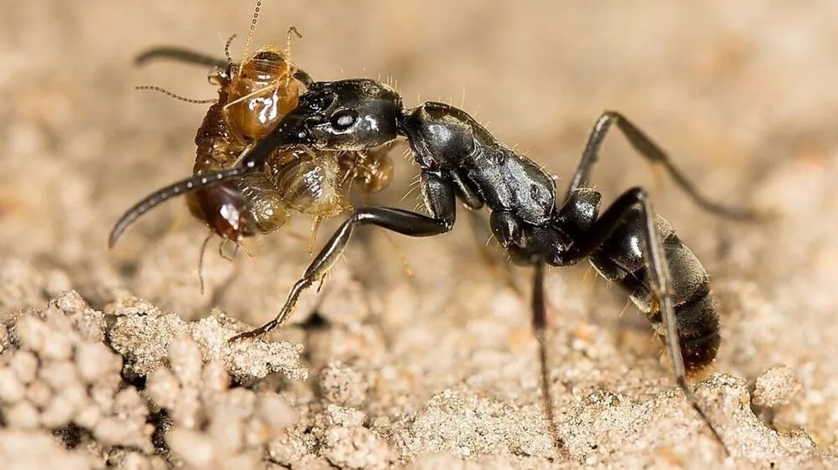 Die Matabele-Ameisen (Megaponera analis)