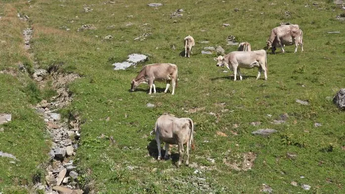 Nicht nur im Tal, auch auf der Alm wird das Futter fürs Vieh knapp