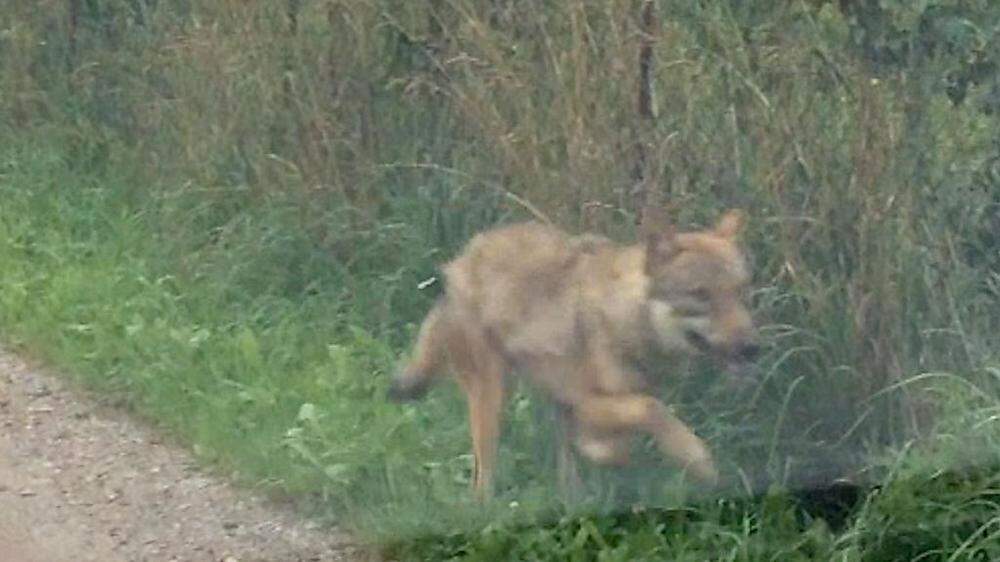 In Glein wurde ein Wolf gesichtet. Offenbar ist es "Fritzi" aus Mautern