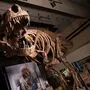 "Scotty" ist der bisher größte aller bekannten Tyrannosaurus rex