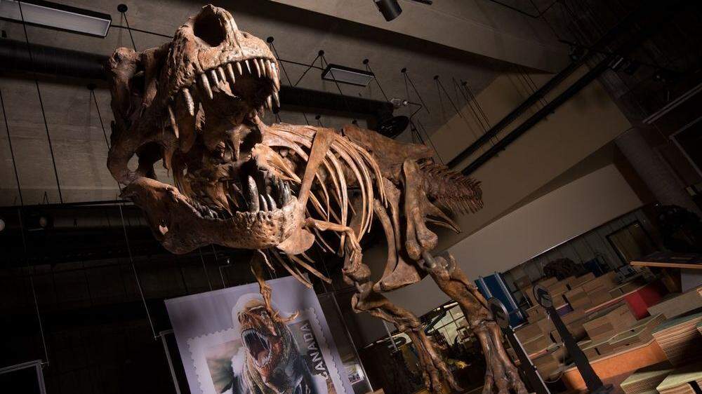 &quot;Scotty&quot; ist der bisher größte aller bekannten Tyrannosaurus rex