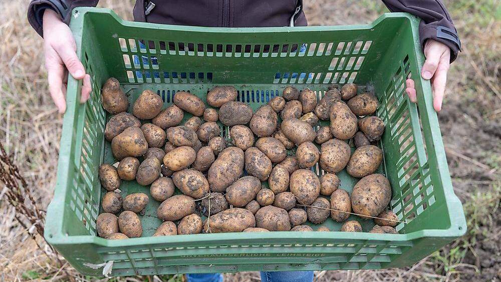 Viele der heimischen Kartoffeln sind von Schädlingen befallen, die Bauern kämpfen mit Ernteausfällen