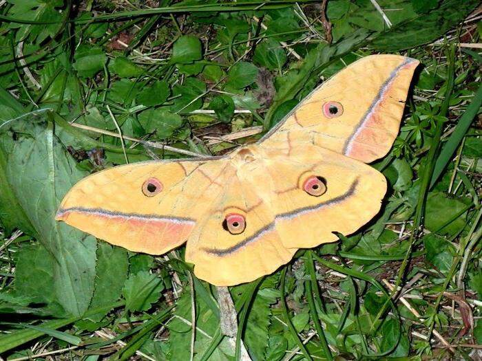 Selbst der handtellergroße Japanische Eichenseidenspinner  ist am Hauenstein zu finden