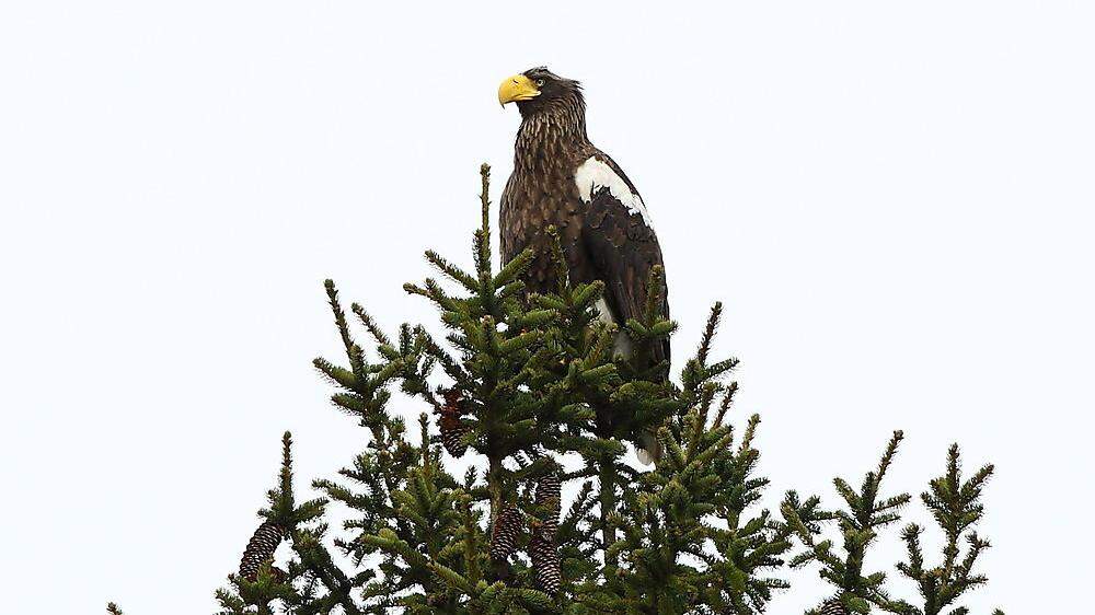 Das nach vier Jahren heimgekehrte Riesenseeadler-Weibchen Maja sitzt stolz auf einem Baum nahe der Burg Landskron