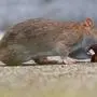 Wanderratte, Wander-Ratte Rattus norvegicus, holt sich ein Stueck Bratwurst, Deutschland Brown rat, Common brown rat, Norway rat, Common rat Rattus norvegicus, feeds a piece of bratwurst, Germany BLWS625000 *** Norway rat, brown rat Rattus norvegicus , feeds a piece of bratwurst, Germany BLWS625000 Copyright: xblickwinkel/A.xvonxDuerenx 
