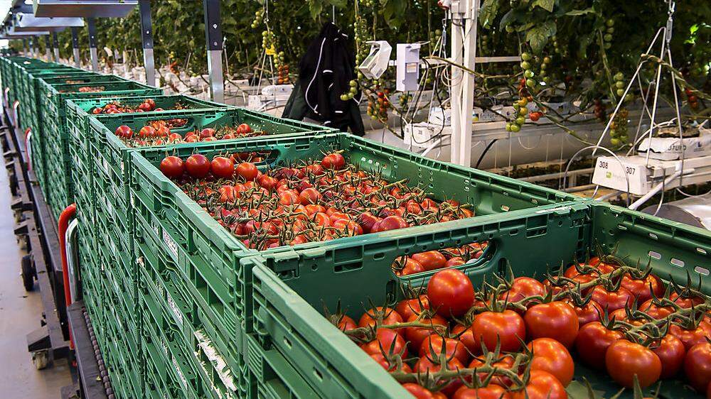 Einer Krankheit fielen knapp die Hälfte der Tomatenpflanzen bei Frutura zum Opfer