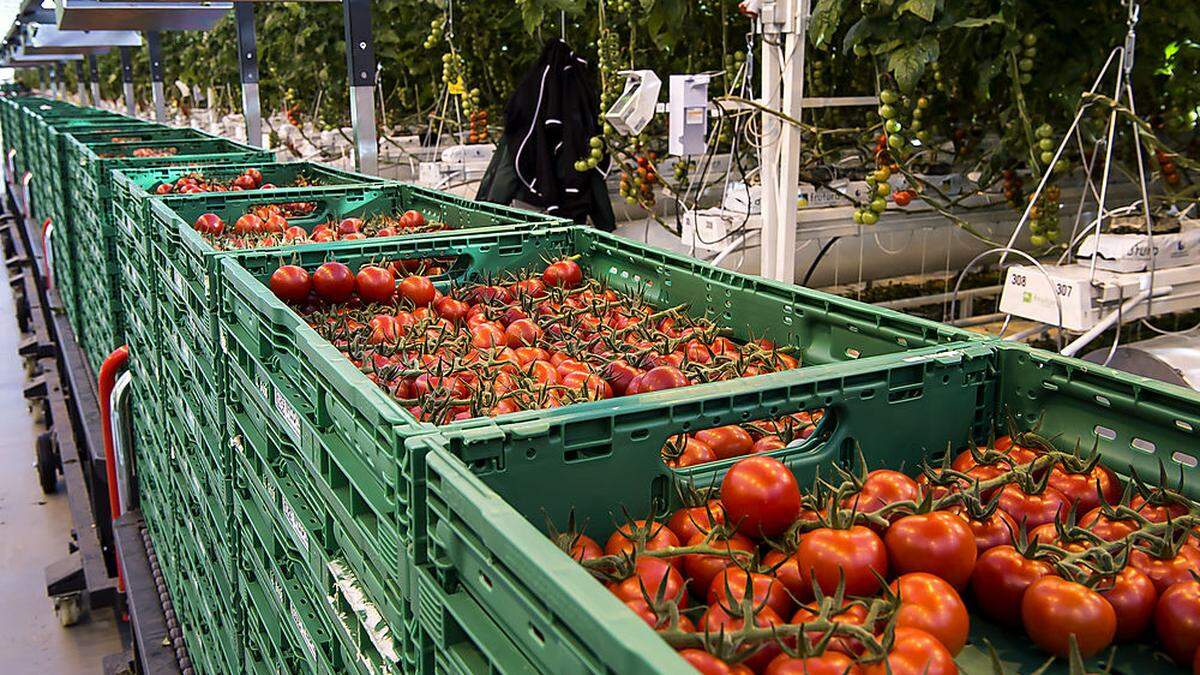 Einer Krankheit fielen knapp die Hälfte der Tomatenpflanzen bei Frutura zum Opfer