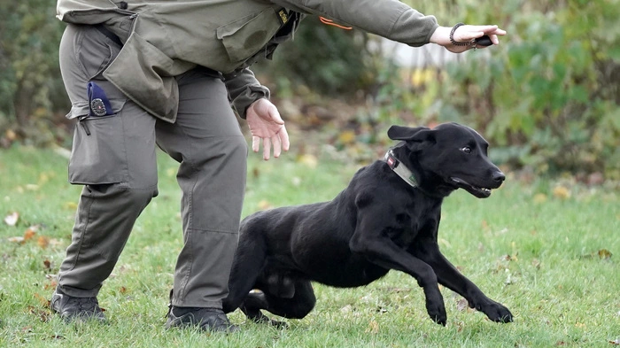 Kürzlich kam es in der Flugfeld-Kaserne in Wiener Neustadt zu einer tödlichen Hundeattacke auf einen Hundeführer.