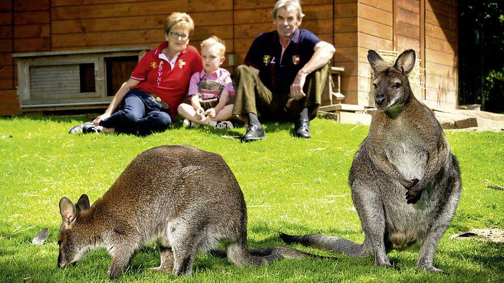 Bei den Kängurus im Tiergarten der Familie Schildberger gibt es Nachwuchs