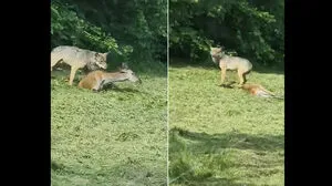 Dieser Wolf sorgt aktuell für Aufsehen. Er soll sich am Gaberl aufgehalten haben, dürfte aber in Polen gefilmt worden sein