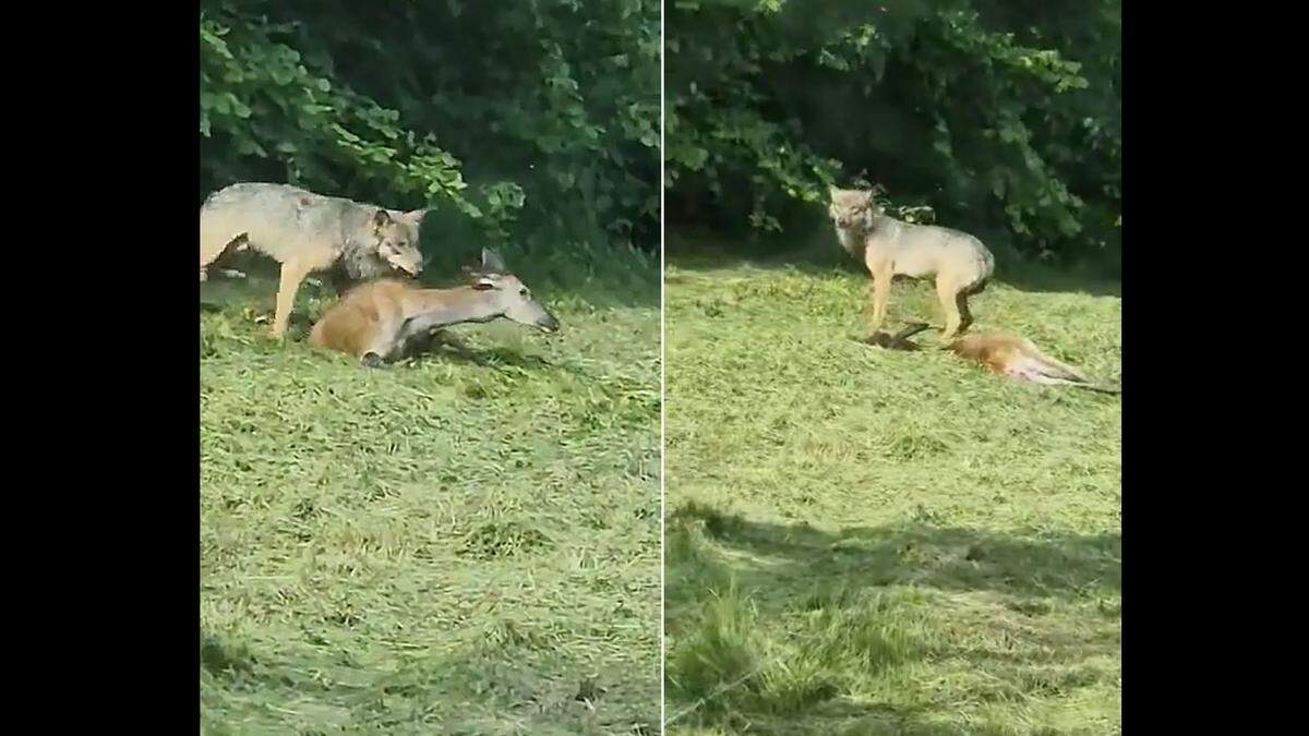 Dieser Wolf sorgt aktuell für Aufsehen. Er soll sich am Gaberl aufgehalten haben, dürfte aber in Polen gefilmt worden sein