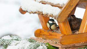 Winterfütterung an einem Vogelhäuschen, Meise (Paridae), Kohlmeise (Parus major), Amsel (Turdus merula)
