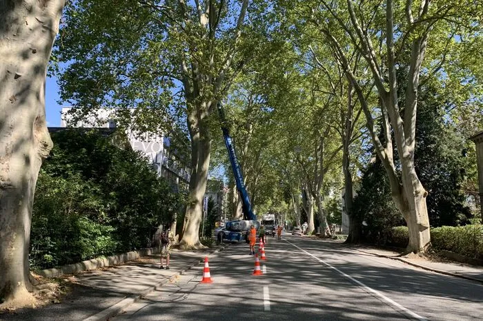 Im September 2020 haben die Baumpfleger ihren letzten großen Einsatz gehabt und sich 54 Platanen und zwei Rosskastanien vorgenommen. Klicken Sie sich durch die Bilder der fastzinierenden Allee.