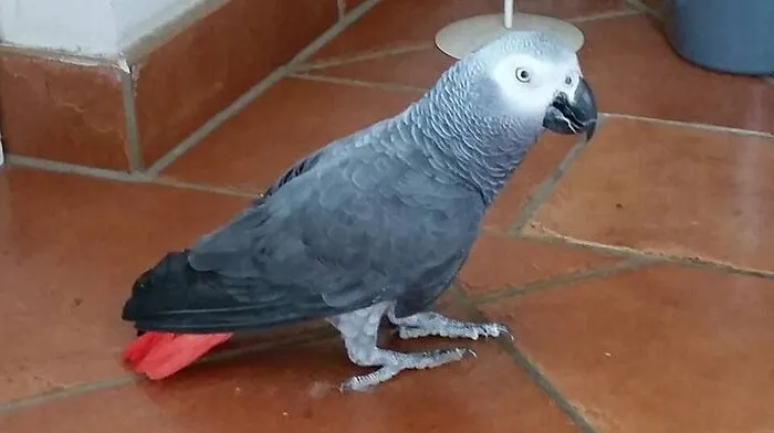 Der zugeflogene Papagei Coco ist wieder zu Hause