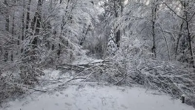 Starke Schäden durch Schneebruch gab es abschnittsweise an den Straßenrändern, aber auch in den Wäldern