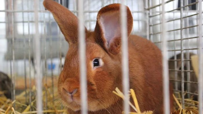 Rund 2500 Rassekleintiere wie Kaninchen, Meerschweinchen, Tauben, Hühner und exotische Vögel sind bei der Landes- und Südostschau der Rassekleintierzüchter in der Festhalle Piber (Köflach) zu sehen.