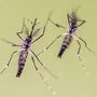 Die Gelbfiebermücke überträgt das Zika-Virus