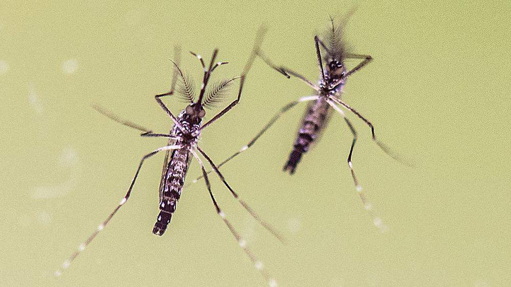 Die Gelbfiebermücke überträgt das Zika-Virus
