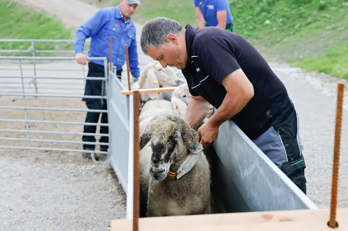 ... werden einige der Tiere besendert. Zwei Hirtinnen sorgen dafür, dass im Herbst alle Schafe wohlbehalten zurückkehren