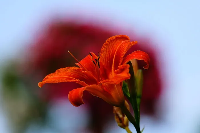 So bunt ist der Sommer ...