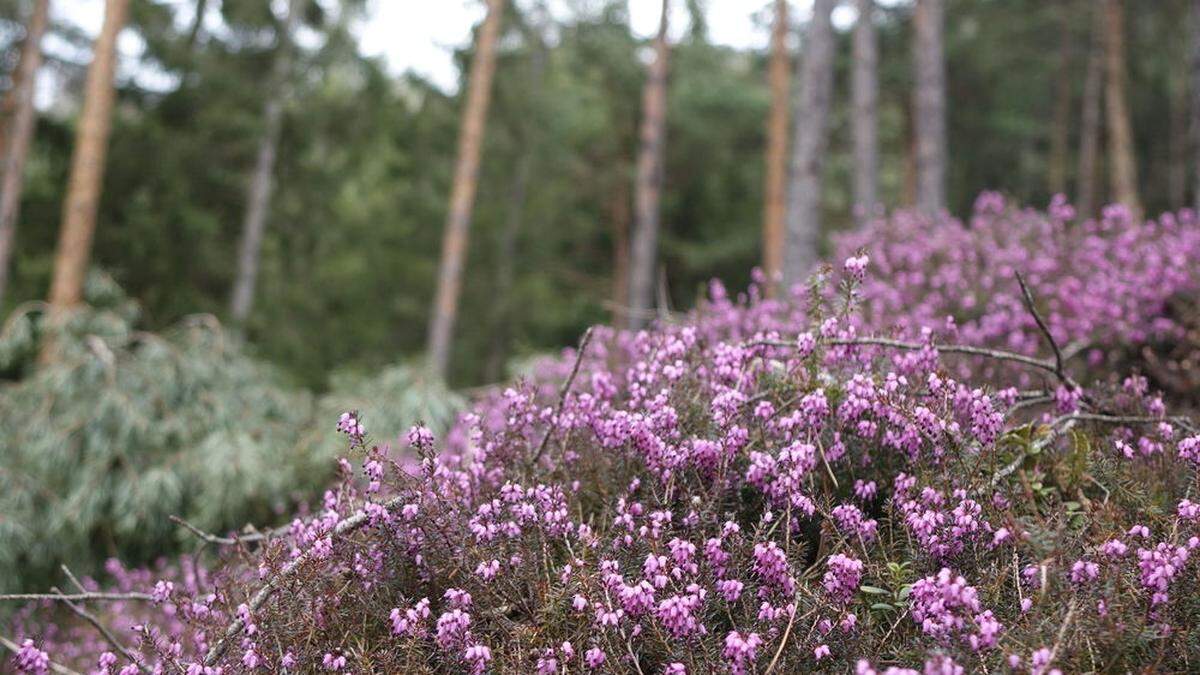 Wundervolle Pracht: Die Erikablüte am Gulsenberg