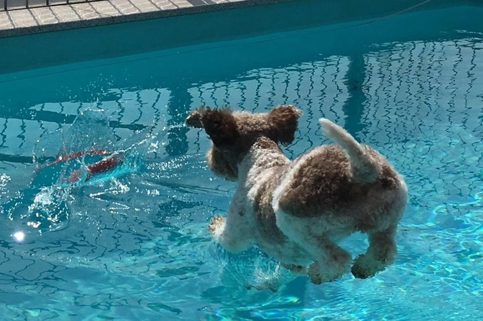 Frieda ist ein italienischer Wasserhund und wie der Name schon sagt, liebt sie eine Abkühlung im kühlen Nass.