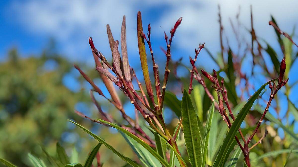 Die Samenstände beim Oleander sollten entfernt werden. | Die Samenstände beim Oleander sollten entfernt werden.