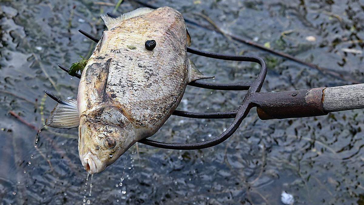 Bis zu 100 Tonnen toter Fisch in der Oder sind ein ökologisches Desaster, das auch das Verhältnis von Polen und Deutschland schwer belastet.