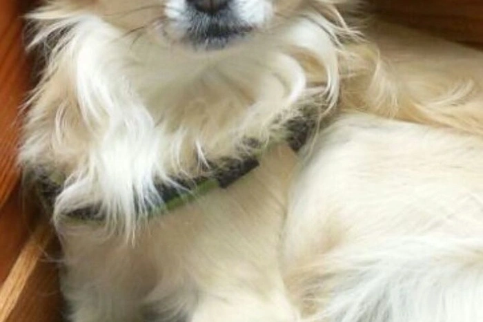 Der kleine Charmeur Rocky wohnt in Weiz bei Leserin Silvia Kreimer.