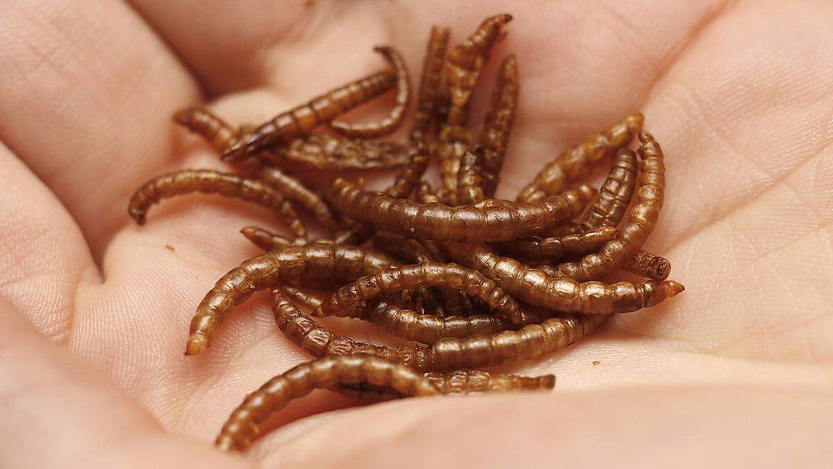 Österreich erlässt eigene Regeln für Insekten als Nahrungsmittel