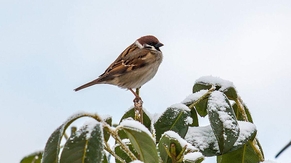 Die Sichtung jedes einzelnen Vogels zählt