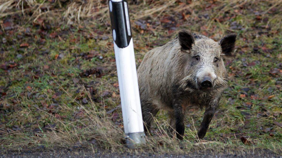 Ein (anderes) Wildschwein, abseits der Autobahn