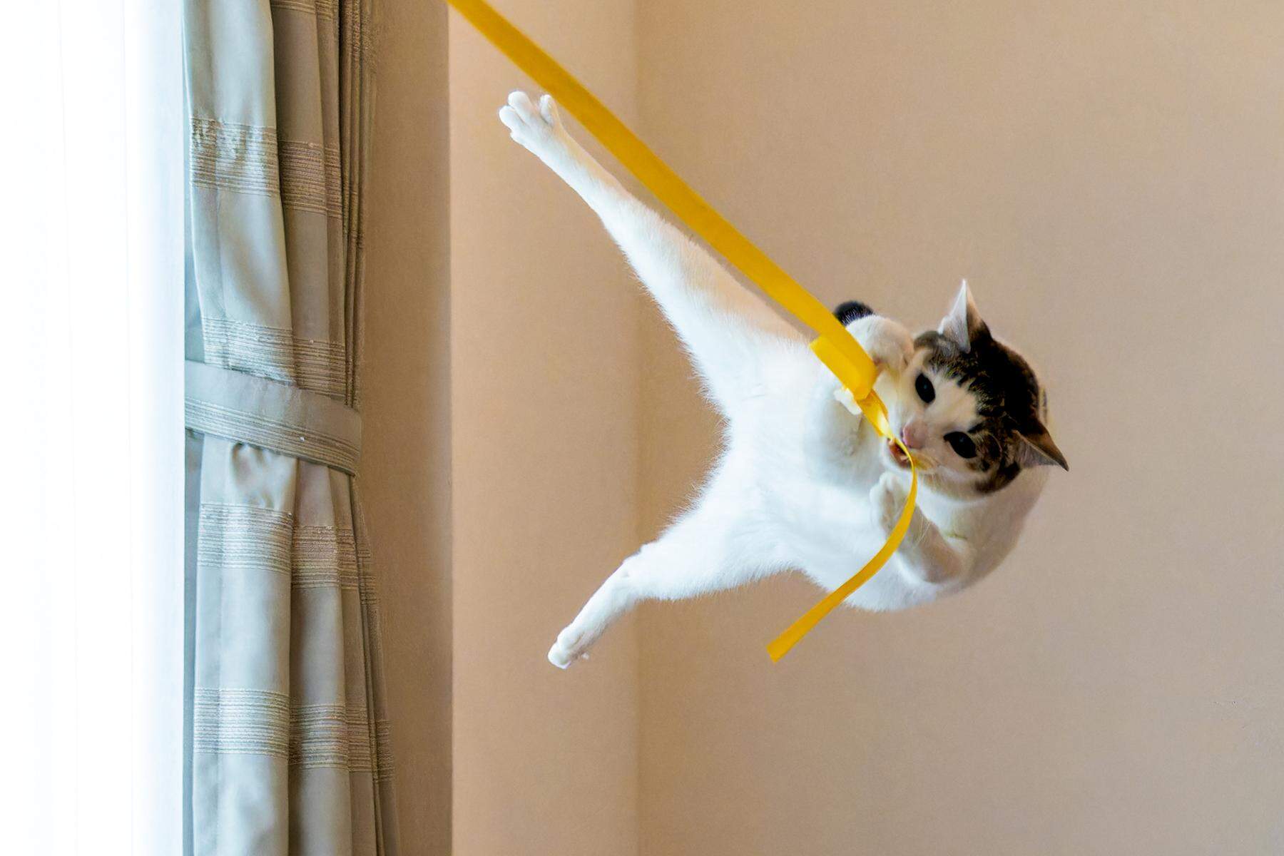 Comedy Pet Photo Award: Das sind die schrägsten und lustigsten Haustierfotos 2024