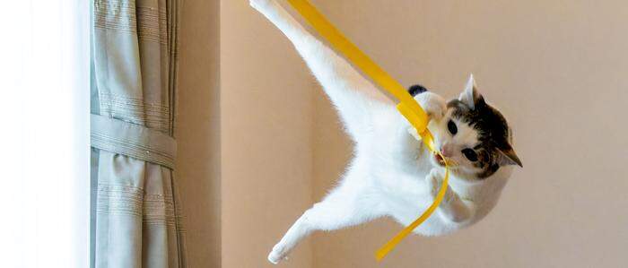 „Tarzan - wie im Dschungel“ nennt die Japanerin Kazutoshi Ono das Foto ihrer Tierschutz-Katze