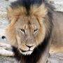 Löwe Cecil wurde mit Pfeil und Bogen erlegt