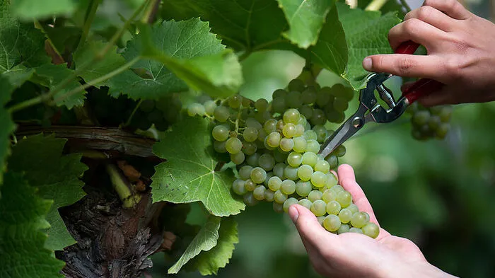 Den Winzern in der Steiermark bleibt voraussichtlich ein Viertel der normalen Erntemenge