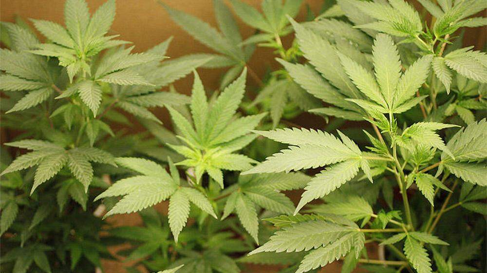 Die Polizei stellte 75 Gramm Cannabiskraut sicher