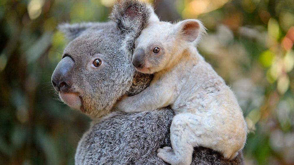 Koala-Mutter Tia mit ihrem entzückenden Jungen