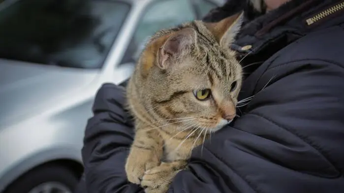 Die Katze konnte gerettet und unverletzt an ihre Besitzer übergeben werden (Sujetfoto)