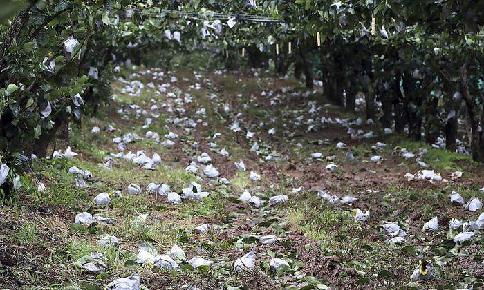 Taifun "Lingling" hinterlässt seine Spuren. Hier: eine verwüstete Obstplantage