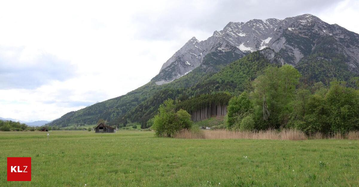 Erste-Mahd-f-llt-schlecht-aus-Iris-bl-hen-gro-teils-nicht