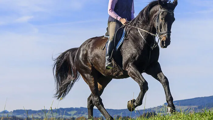 Beim Ausritt scheute das Pferd einer Oberkärnterin - Symbolfoto