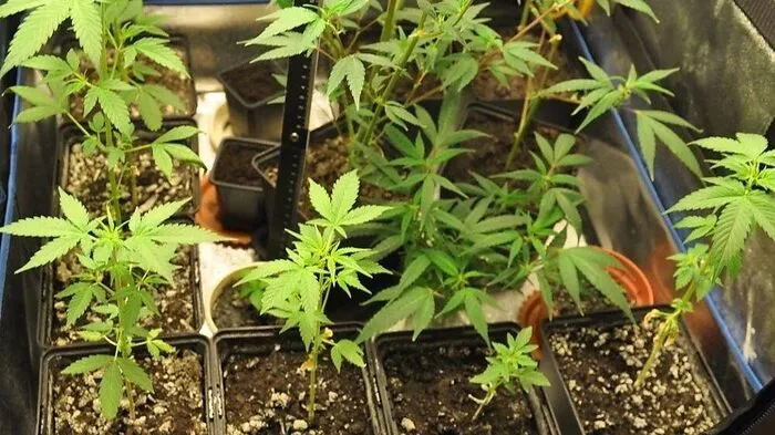 Frau war in Spital eingeliefert worden. Durch Zufall entdeckte die Polizei in ihrer Wohnung 40 erntereife Cannabis-Pflanzen und 2,5 Kilo Marihuana. Mehr dazu. 