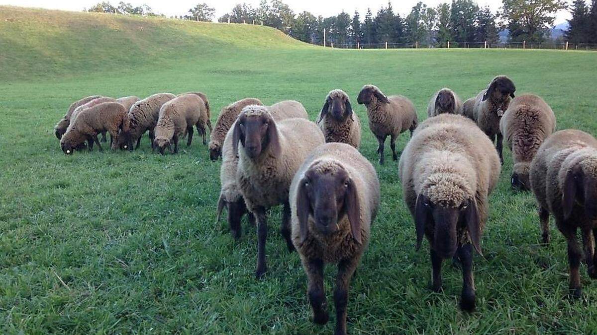 Diese braunen Bergschafe gehören zur Herde von Josef und Eva-Maria Deutinger. Drei ausgewachsene Tiere und ein Lamm wurden tot aufgefunden