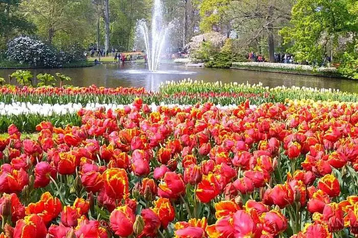 „Tulpen aus Amsterdam“:Der berühmte Walzer entstand Mitte der 1950er Jahre und besingt eine der bekanntesten Frühlingsblumen. Süd-Holland ist berühmt für seine Tulpenfelder, die die Königin der Blumen von hier aus in die ganze Welt exportieren. Die Teilnehmer eines über www.getyourguide.de buchbaren Ausflugs fahren ab Amsterdam circa eine Stunde zu den Gärten von Keukenhof. Während der Fahrt erfahren sie Details zur Geschichte Amsterdams, der niederländischen Kultur und den Gärten selbst. Nach der Ankunft erhalten die Besucher eine Karte und können damit das weitläufige Gelände auf eigene Faust erkunden: Die Wege sind gesäumt von variationsreichen Tulpen und anderen Frühlingsblühern wie Narzissen, Glockenblumen und Hyazinthen. Beim Besuch der Pavillons entdecken die Teilnehmer die unterschiedlichsten Blumenzwiebeln, Schnittblumen, Topfpflanzen und kunstvolle Blumenrabatten, die sich jede Woche ändern können. Die Blumenfans können abschließend im Freien ein mitgebrachtes Picknick genießen. Der mehrstündige Ausflug kostet pro Person ab 40 Euro.