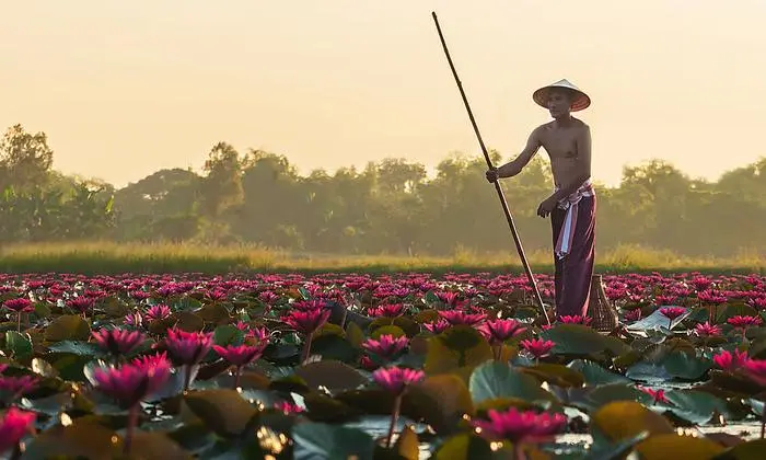 The Asian men villagers are on a wooden boat. Fishing in red lotus pond The fishing equipment is fish.
